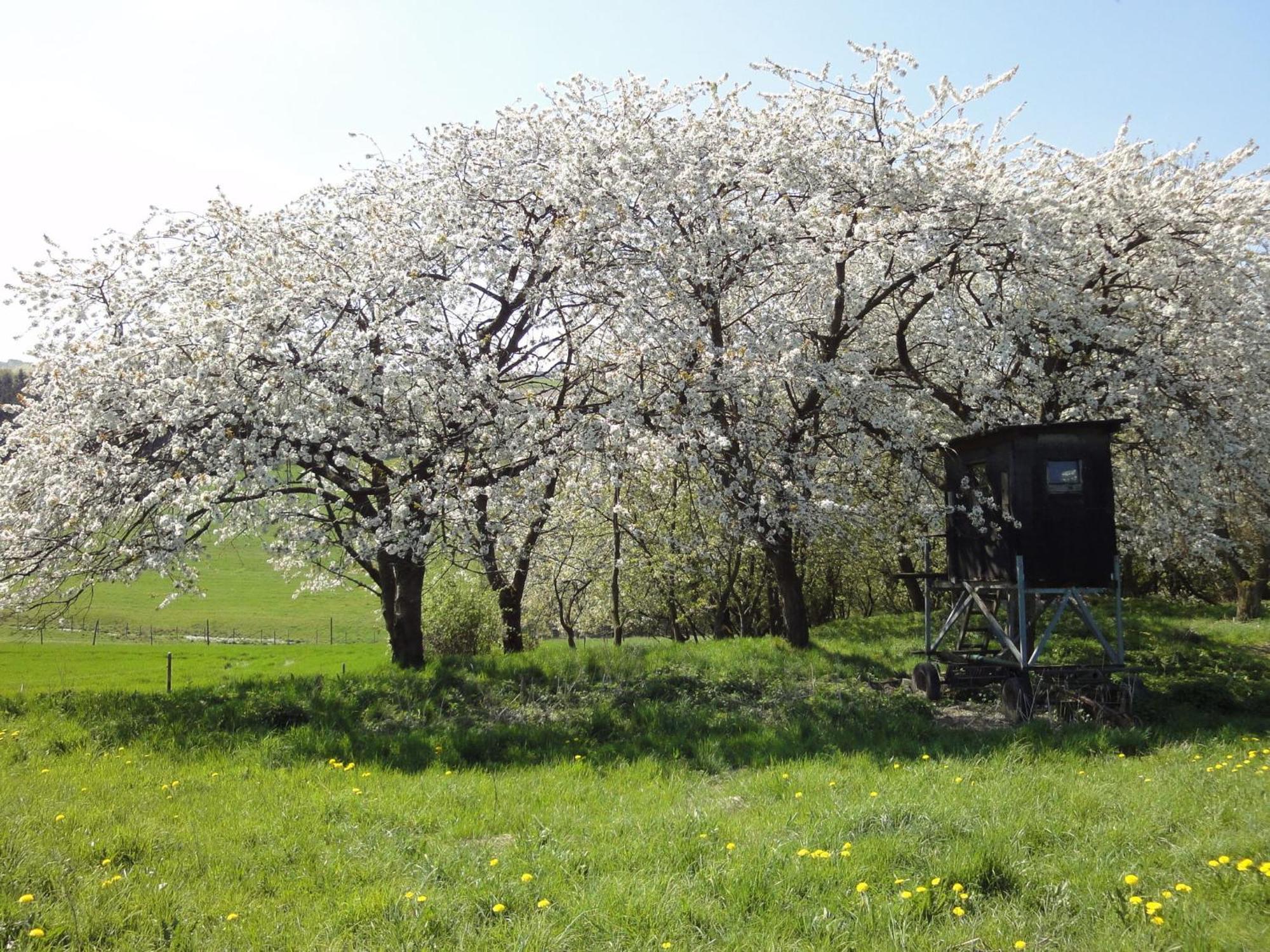 Holiday Home In Kleinich With Sauna Esterno foto